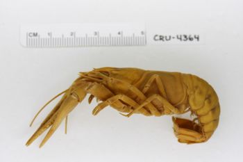 Media type: image;   Invertebrate Zoology CRU-4364 Description: Preserved specimen.;